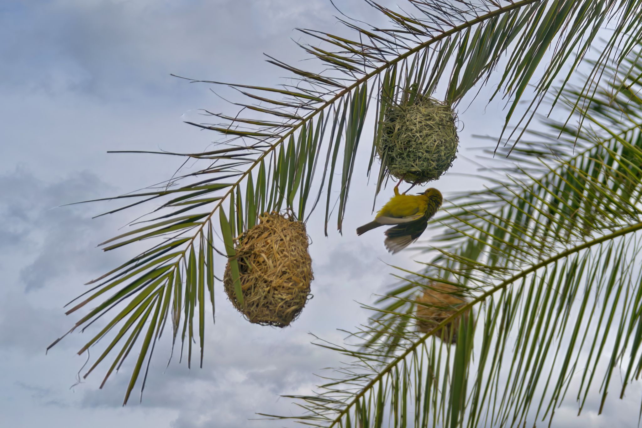 Südlicher Maskenweber (Ploceus velatus) in der Plettenberg Bay